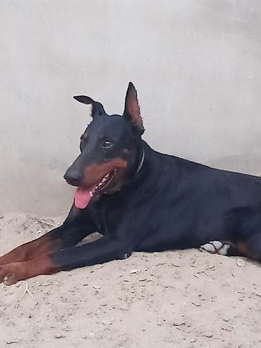 it: Doberman, 1 il, Erkek, Peyvəndli, Ünvandan götürmə — 4