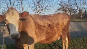 qoyun qiymeti 2022: Dişi, il: 4, Südlük, Ünvandan götürmə — 2