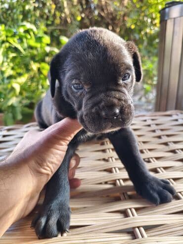 кане корсо цена: 1 ay, Peyvəndli, Ünvandan götürmə, Pulsuz çatdırılma, Ödənişli çatdırılma — 7