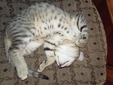 barter heyvanla: Tabbi — 5