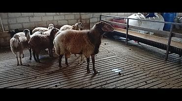 at satilir: Damazlıq qoç satılır. İri cüssəli, sağlam görkəmli, sürü üçün uyğun — 1