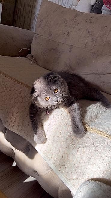 Şotland yastı qulaq