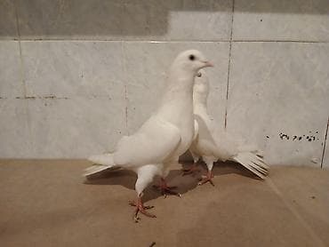 tap az quslar: Eni quyruq aglar 18 tuk cut maya erkey — 3