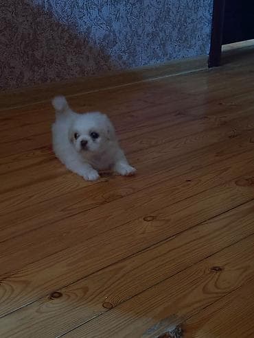 ev heyvanları: Pekines, 1 ay, Erkek, Pulsuz çatdırılma — 1