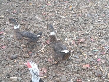 coban itlerin satisi: Salam millet Cavan ördeklerdi, bu ilin Mart ayında çıxanlarda - Növ — 4