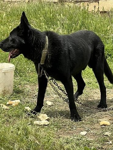 sabuncu it bazarı: Alman çoban iti, 2 il, Erkek, Peyvəndli, Ünvandan götürmə — 4