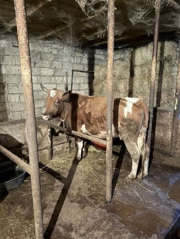 Digər heyvanlar: Süd və damazlıq üçün inək - Rəng: qəhvəyi-ağ alacalı - Buynuzlu, orta — 2