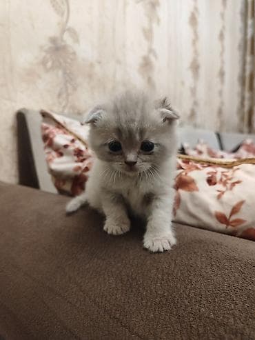 qoyun heyvan: Britan — 8