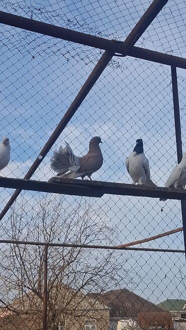 ВАЗ (ЛАДА): Satılır — 8