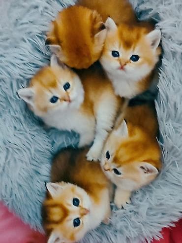 pişim: Britan — 4