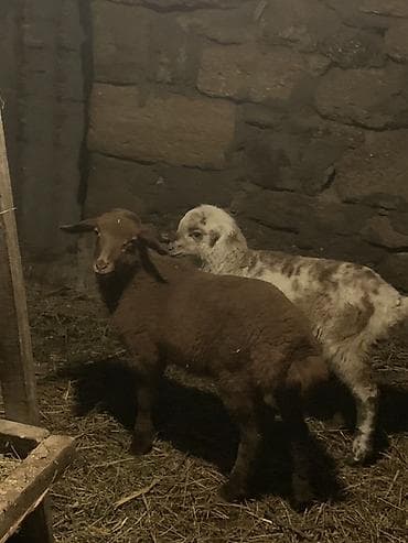 mal bazari 2020: 2 dənə quzular satılır bir erkəy bir dişi cütü 340 manata razılaşmağda — 3