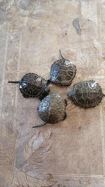 Su həmdə quru çanaqlı bağası,baladılar,50 qəpiklik lalafo.az -da Su həmdə quru çanaqlı bağası,baladılar,50 qəpiklik