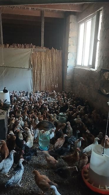 qus yuvasi: Toyuq cücələri, Ətlik — 2