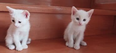 ağ pişik balası: Tabbi, Yaxşı əllərə — 8