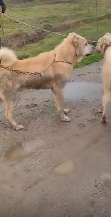 cins ineklerin satisi 2018: Alabay, 5 il, Erkek, Cütləşmə üçün, Ünvandan götürmə — 6