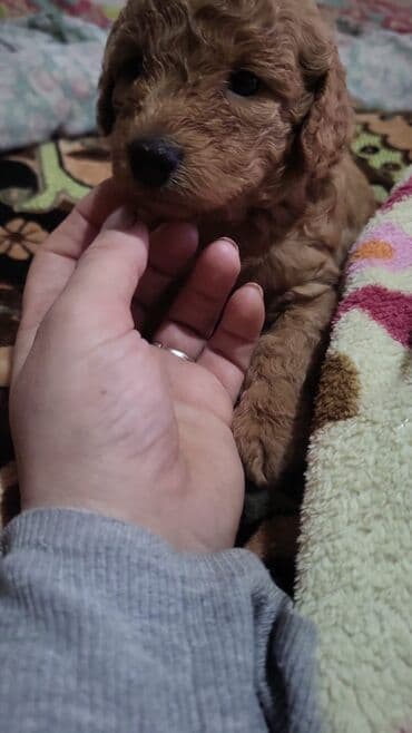 layka iti qiymeti: Pudel, Peyvəndli — 2