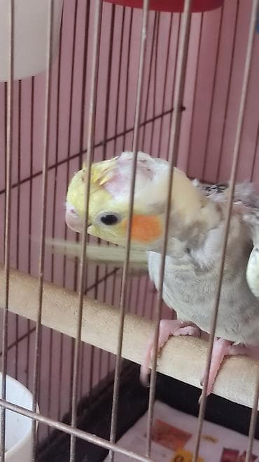 lalafo quşlar: Kafes şəraitində böyüdülmüş kokatiel tutuquşuları satışda. Bu — 6