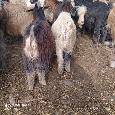 География: Diri çəkisi 7 manata çəpişlər satılır — 1