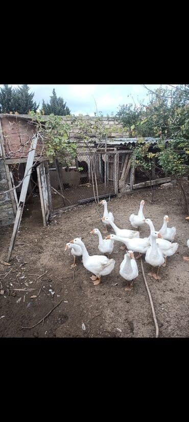 qu quşu və çöl qazı: Ağ qanadlı qaz sürüsü - Növ: Ağ ev qəzləri (yerli) - Şəkillərdə — 3