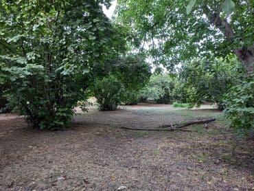 Lincoln: Огуз, 25 м², 1 комната, Газ, Водопровод, Канализация — 5