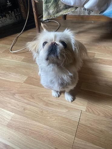coban itleri: Pekines, 1 il, Dişi, Peyvəndli, Pulsuz çatdırılma — 1