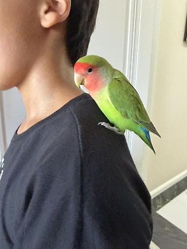 goyercin novleri: Sevimli “lovebird” (Agapornis) papuqay və qəfəs dəsti - Növ: Lovebird — 1