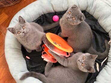 pişik şəkili: Şotland, Dişi, Erkək, Ünvandan götürmə — 30