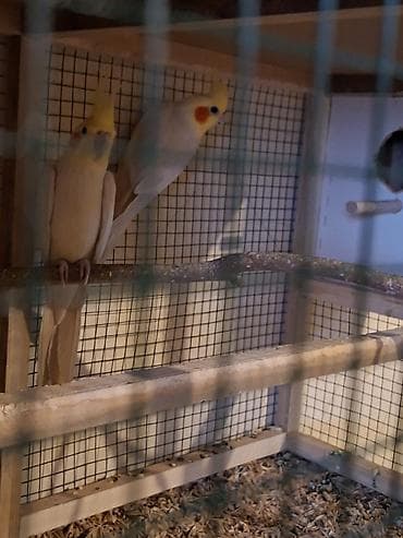 K/t heyvanları və malları: Karalla cut satilir 10 ayliq yumurtlamaga tam hazir yuvaya girib cixir — 3