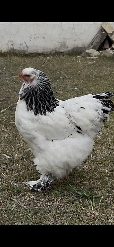 Quşlar: Toyuq, Brama, Damazlıq — 8