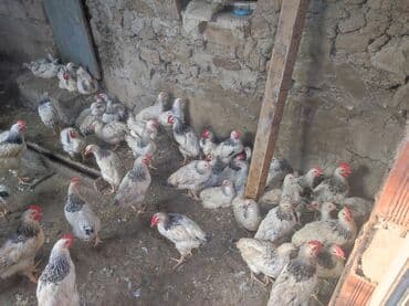 çöl ördeyi: Toyuq, Ətlik — 3