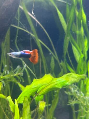 Quppi lalafo.az -da Quppi