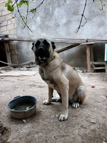 qaz balasi nece gune cixir: Kanqal, 1 il, Dişi, Peyvəndli, Ünvandan götürmə — 2