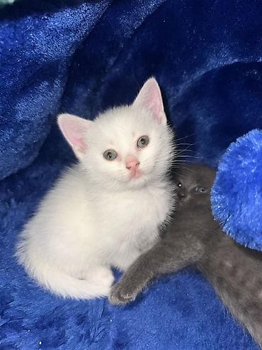 siam pisiyi: Şotland — 3