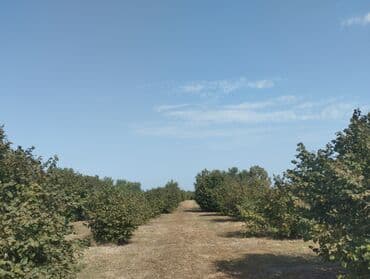 Самовары: Kənd təsərrüfatı üçün ideal, sakit bir yerdə yerləşən fındıq bağı. Bağ — 1