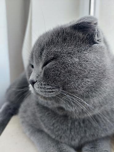 вислоухие коты серые: Шотладская вислоухая, Самец, Самовывоз — 6