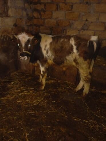 Rozetkalar: 10 aylıqdı erkeydi cidi isdeneri zengi vursun 1950qimetdi üvan — 1