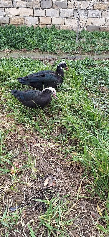 kuban ördek: 5- 6 aylıq Lal ördekler .bir fere bir xoruz çütü 65 manat — 4