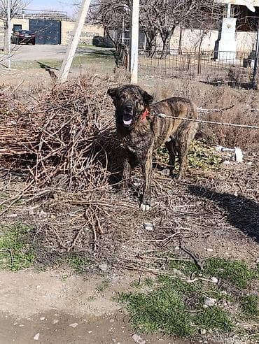 it üçün qəfəs: Salam olsun her kese 3 yaşdan yuxaridi it boyu 80+ çəkisini bilmirəm — 1