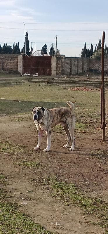 sirin pisik sekilleri: Qurdbasar, 2 il, Erkek, Peyvəndli, Ödənişli çatdırılma — 2