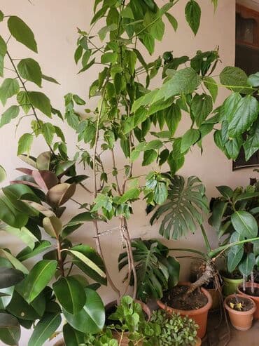 gül toxum satışı: Real alici narahat elesin — 2