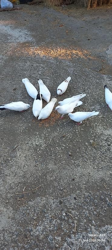 sumqayit goyercin: Unvan Lənkəran.Tam sağlam yuksəkdən uçuşu olan göyərçinlər.Bakıya — 3