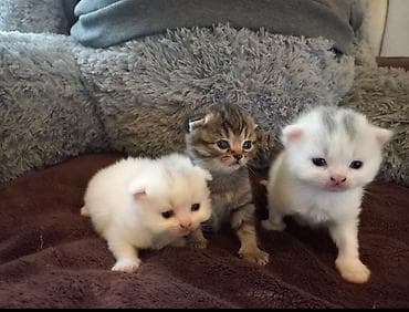 sallaq qulaq pişik: Şotland, Ödənişli çatdırılma — 1