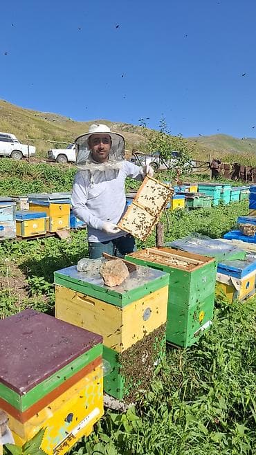 şiş burun xurma: Kəlbəcər Şan Balı Təbii şan balının saf dadını və dağ florasının — 4