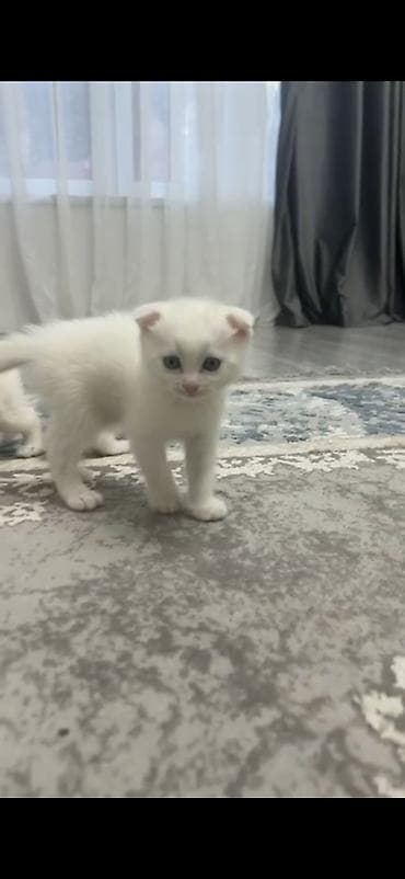 scottish fold satilir: Şotland, Erkək, Dişi — 3