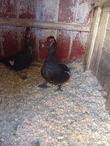 Erkək, | Lal ördək, Damazlıq lalafo.az -da Erkək, | Lal ördək, Damazlıq