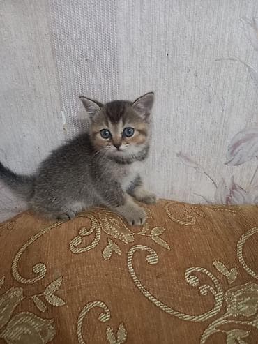 maraqli pişik adları: Tabbi — 2