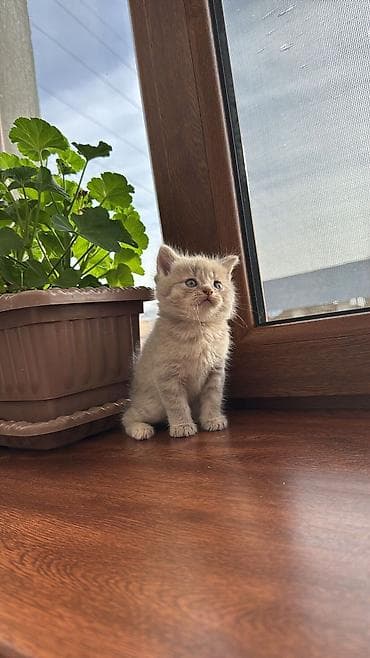 it satisi baki: Şotland, Cütləşmə üçün — 5