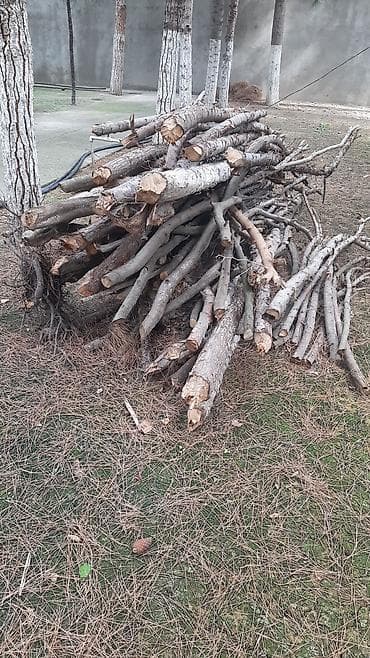 Bağ evi və bağ üçün hərşey: Odun satilir. 1 Kamaz. 40 manatdır — 2