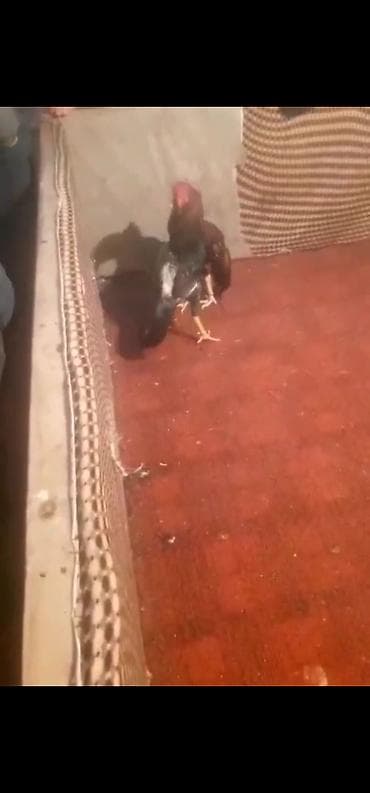 broyler yemi qiymeti: Xoruz, Heyratı, il: 3, Ödənişli çatdırılma — 6