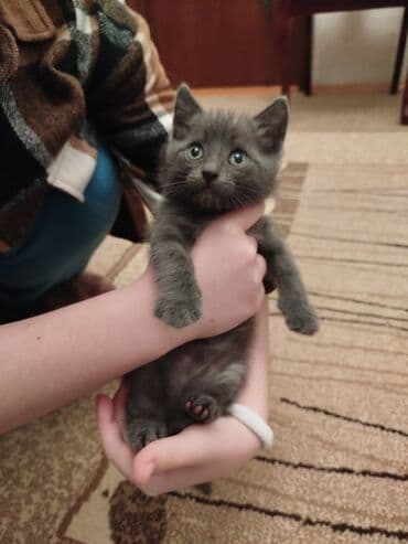 lalafo pişik satışı: Britan, Erkək, Yaxşı əllərə — 2